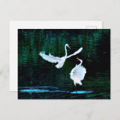 Elegante Egrets im Tanz Postkarte (Vorne/Hinten)