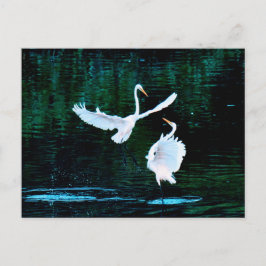 Elegante Egrets im Tanz Postkarte