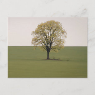 Elegante farbenfrohe Reise-Postkarte mit Baum Feiertagspostkarte