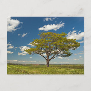 Elegante farbenfrohe Reise-Postkarte mit Baum Feiertagspostkarte