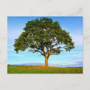 Elegante farbenfrohe Reise-Postkarte mit Baum Feiertagspostkarte