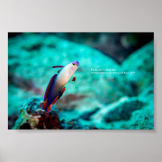 Elegante Feuerfisch Poster