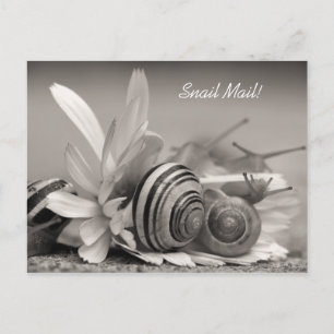 Elegante Garden Snails auf der Blume Gerber Daisy Postkarte