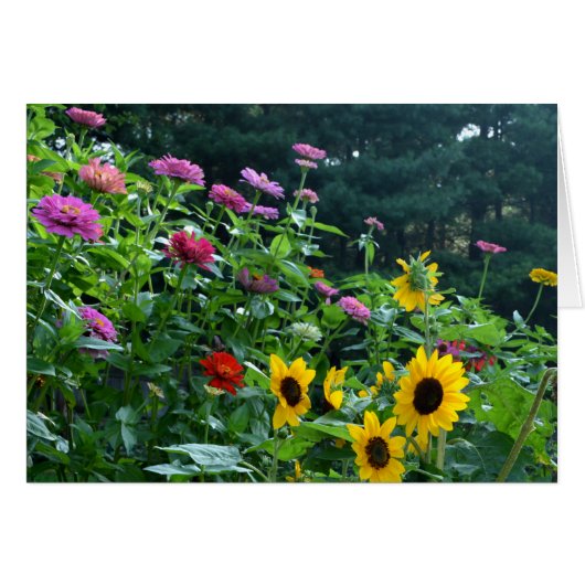 Elegante Gartensonnenblume, Gänseblüten, Kosmos (Vorderseite (Horizontal))