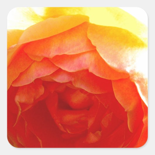 Elegante Gelbe Rosengelbe, blumengelbe Blume Quadratischer Aufkleber (Vorderseite)