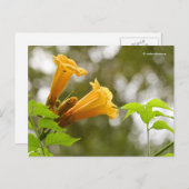 Elegante Gelbe Trumpet Blume Bokeh Postkarte (Vorne/Hinten)