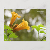 Elegante Gelbe Trumpet Blume Bokeh Postkarte (Vorderseite)