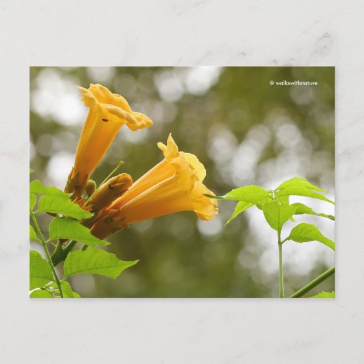 Elegante Gelbe Trumpet Blume Bokeh Postkarte (Vorderseite)
