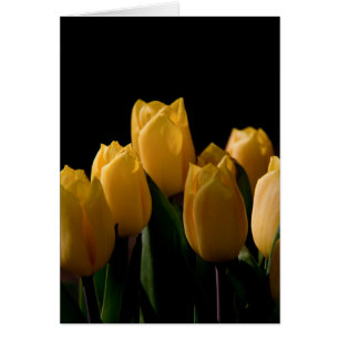 Elegante gelbe Tulpen