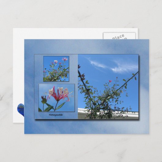 Elegante Honeysuckle Postcard Postkarte (Vorne/Hinten)