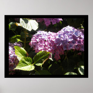 Elegante Hortensien Poster