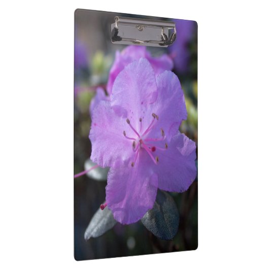 elegante, hübsche Frühling lila azalea Blume. Klemmbrett (Rechts)