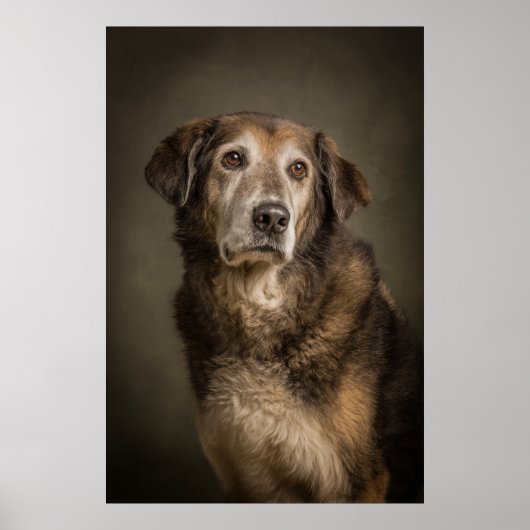 Elegante Hund-Silhouette Poster (Vorne)