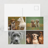 ELEGANTE HUNDE POSTKARTE (Vorne/Hinten)
