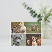 ELEGANTE HUNDE POSTKARTE (Stehend Vorderseite)