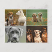 ELEGANTE HUNDE POSTKARTE (Vorderseite)