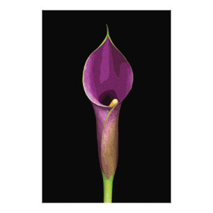Elegante Illustration der violetten Calla-Lilie Fotodruck