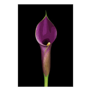Elegante Illustration der violetten Calla-Lilie Poster
