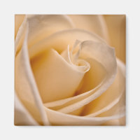 Elegante Ivory-Rose