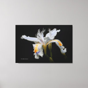 Elegante Japanisch Miniatur Crested Iris auf Schwa Leinwanddruck