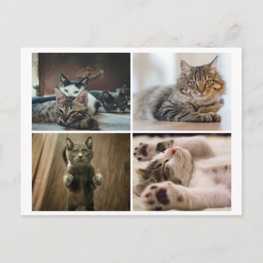 ELEGANTE KATZEN POSTKARTE (Vorderseite)