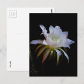 Elegante Königin der Nachtkaktus-Blume Postkarte (Vorne/Hinten)