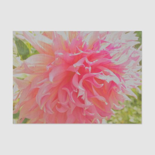 Elegante Korallen und rosa Dekorative Dahlia Seidenpapier (Vorderseite)