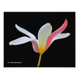 Elegante Lady Tulip White Pink Blume Fotodruck