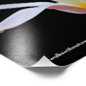 Elegante Lady Tulip White Pink Blume Fotodruck (Ecke)