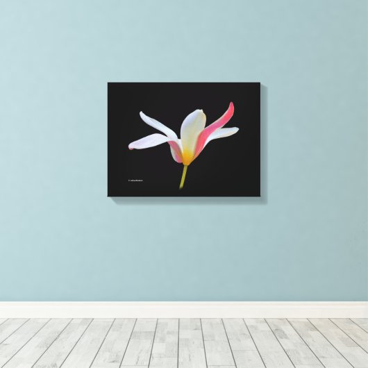 Elegante Lady Tulip White Pink Blume Leinwanddruck (Insitu (Holzboden))