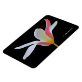 Elegante Lady Tulip White Pink Blume Magnet (Linke Seite)