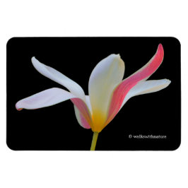 Elegante Lady Tulip White Pink Blume Magnet
