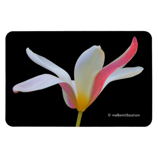 Elegante Lady Tulip White Pink Blume Magnet (Horizontal)