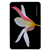 Elegante Lady Tulip White Pink Blume Magnet (Vertikal)