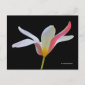 Elegante Lady Tulip White Pink Blume Postkarte (Vorderseite)
