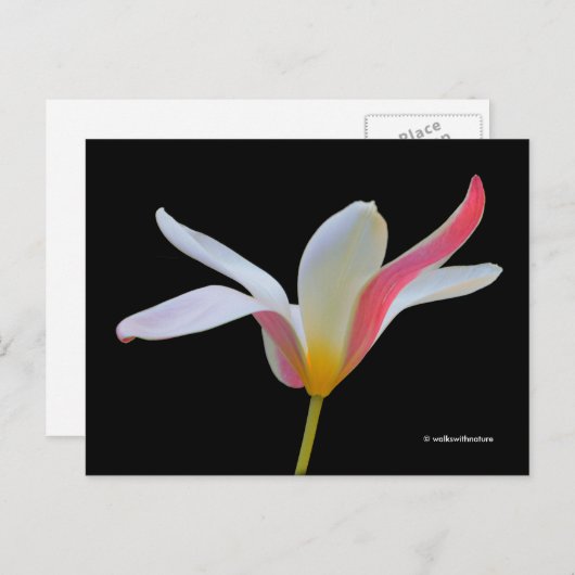 Elegante Lady Tulip White Pink Blume Postkarte (Vorne/Hinten)
