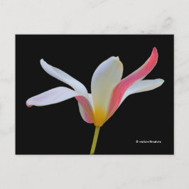 Elegante Lady Tulip White Pink Blume Postkarte