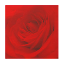 Elegante lebendige Rote Rose Ästhetische Chic Roma