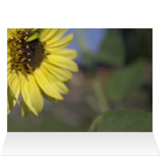 Elegante, leuchtend sommergelbe Sonnenblume vielen (Innenansicht Horizontal (Oben))