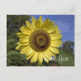 Elegante, leuchtend sommergelbe Sonnenblume vielen Postkarte