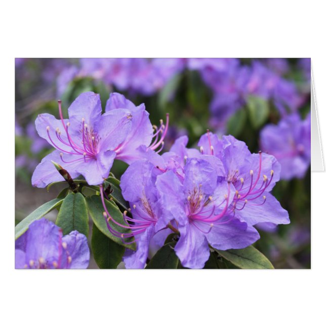 elegante lila Azalea-Blume 杜 鹃 花 (Vorderseite (Horizontal))