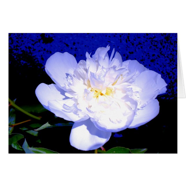 Elegante, lila bläuliche Blume (Vorderseite (Horizontal))