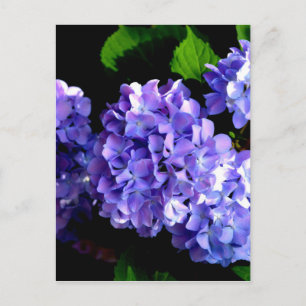 Elegante lila, blühende lila Hydrangeas Postkarte
