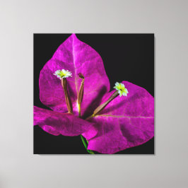 Elegante Lila Bougainvillea Leinwanddruck