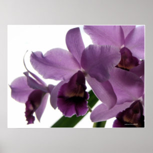 Elegante Lila Cattleya Orchids Poster