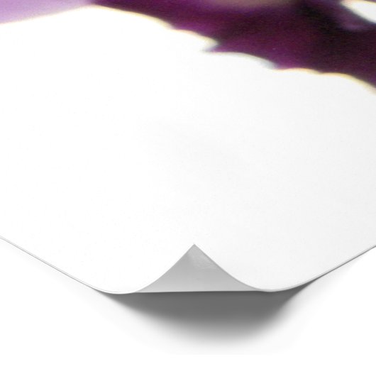 Elegante Lila Cattleya Orchids Poster (Ecke)