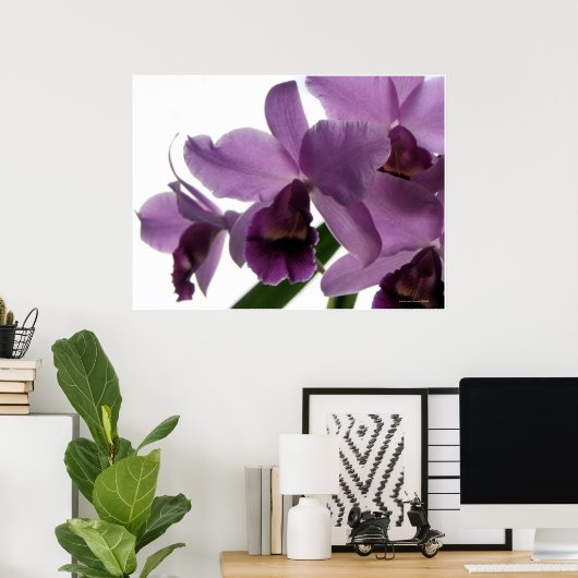 Elegante Lila Cattleya Orchids Poster (Heimbüro)