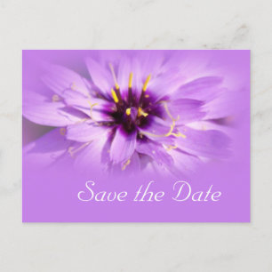 Elegante lila Gänseblümchen-Blume Save-the-Date-Po Ankündigungspostkarte