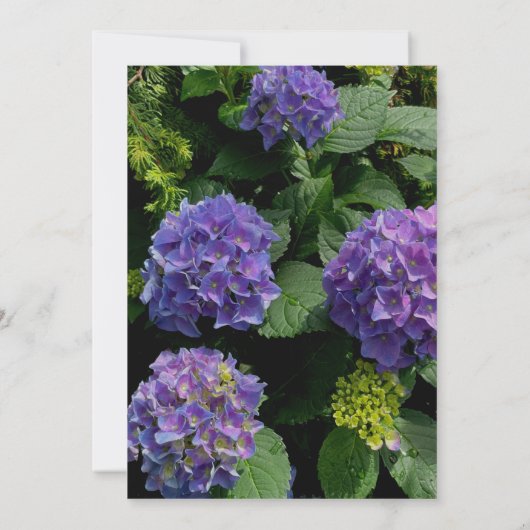 Elegante lila Hydrangea Hochzeit Einladung (Rückseite)