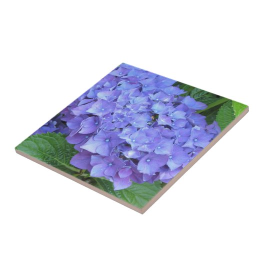 Elegante Lila Hydrangeas Fliese (Seite)
